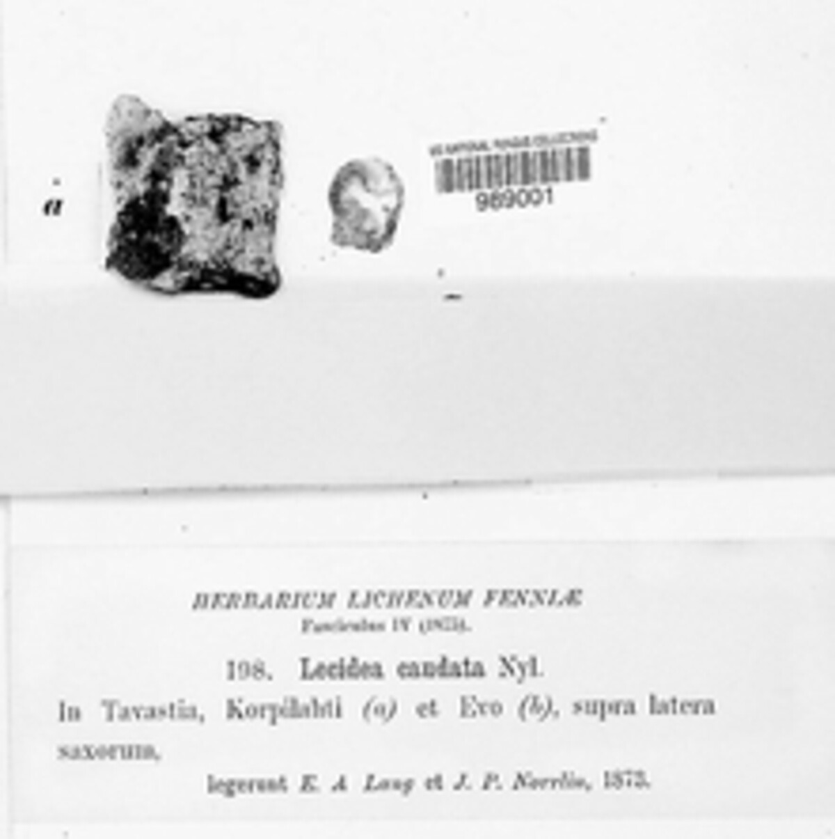 Lecidea caudata image